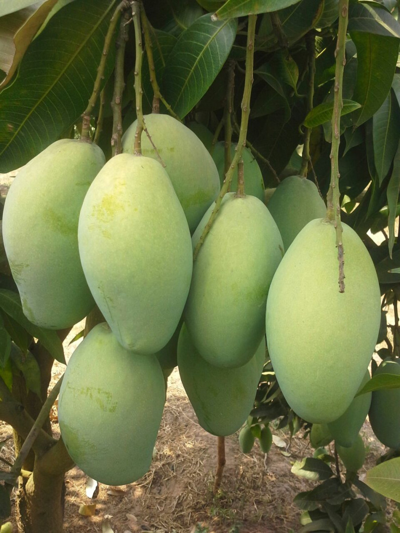 ស្វាយកែវរមៀត