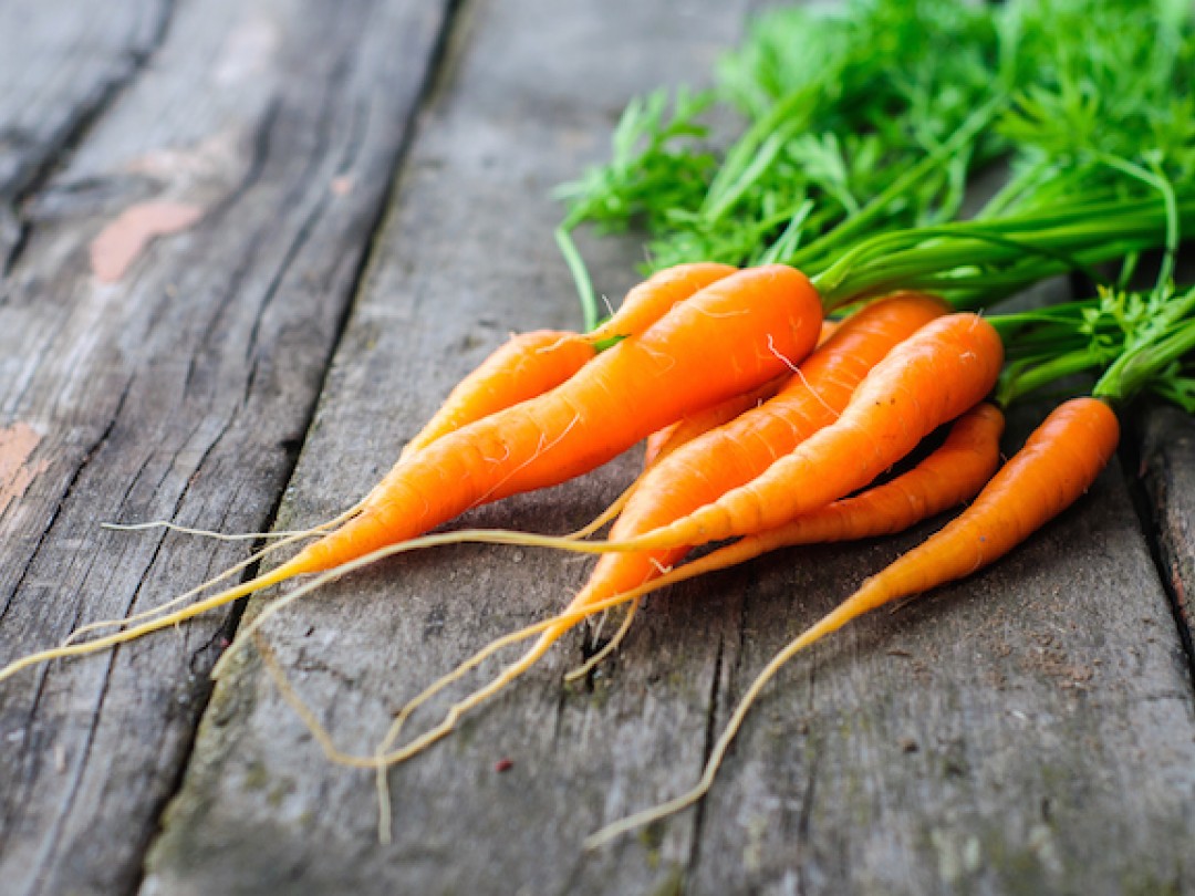 ការ៉ុតមកពីខេត្តរតនគីរី