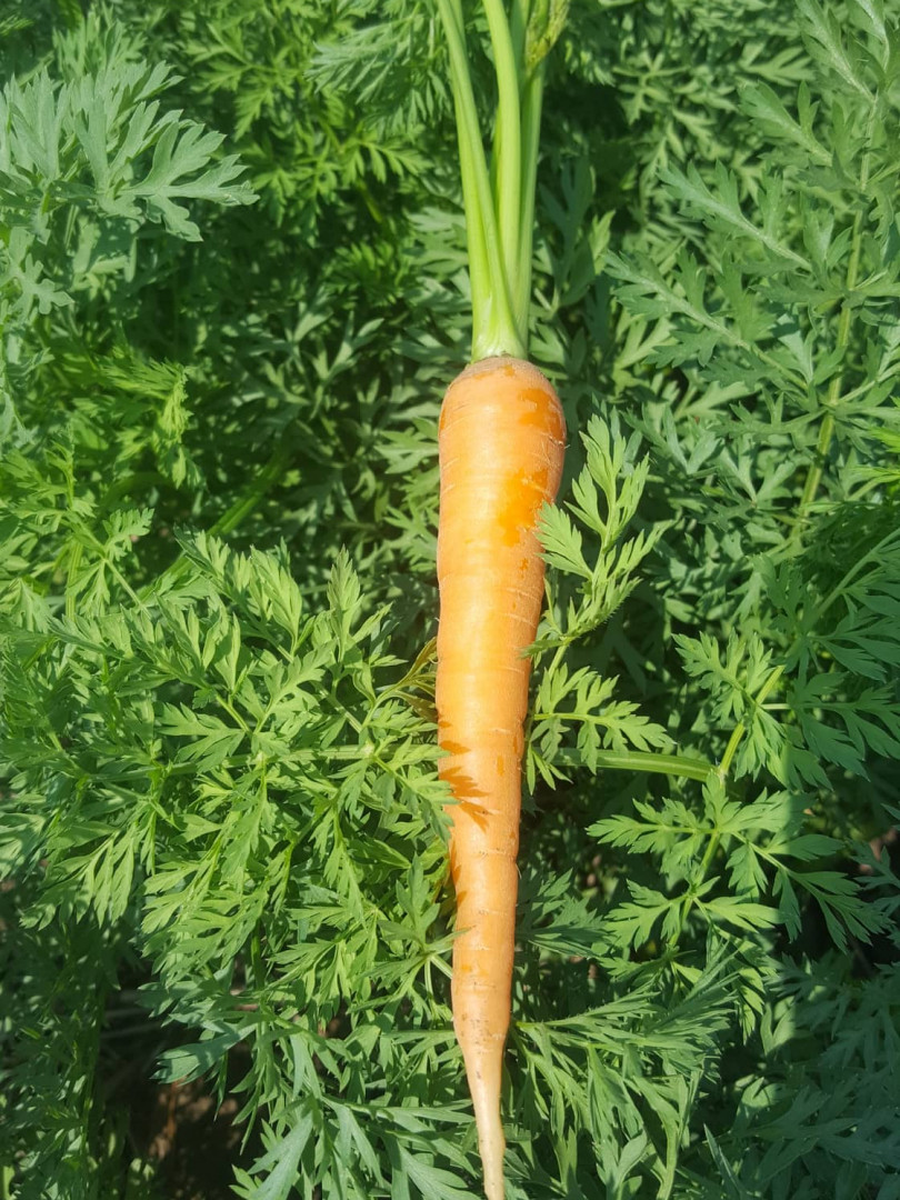 ការ៉ុតមណ្ឌលគិរី