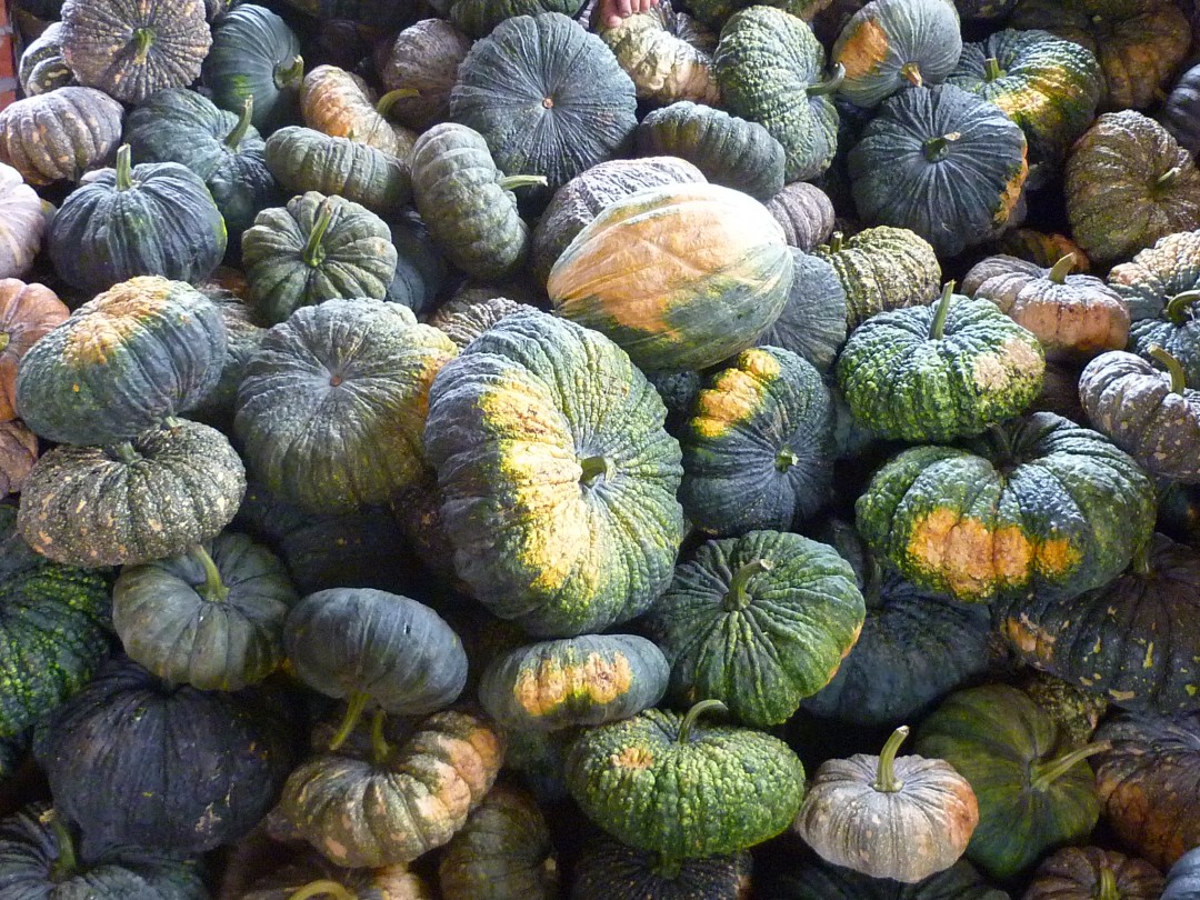 Organic Pumpkin for Kratie