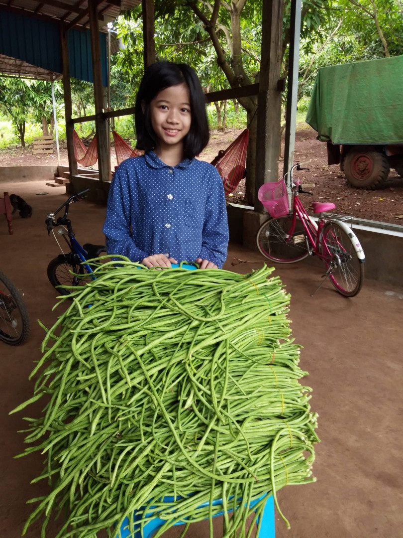 សណ្ដែក​គួរ