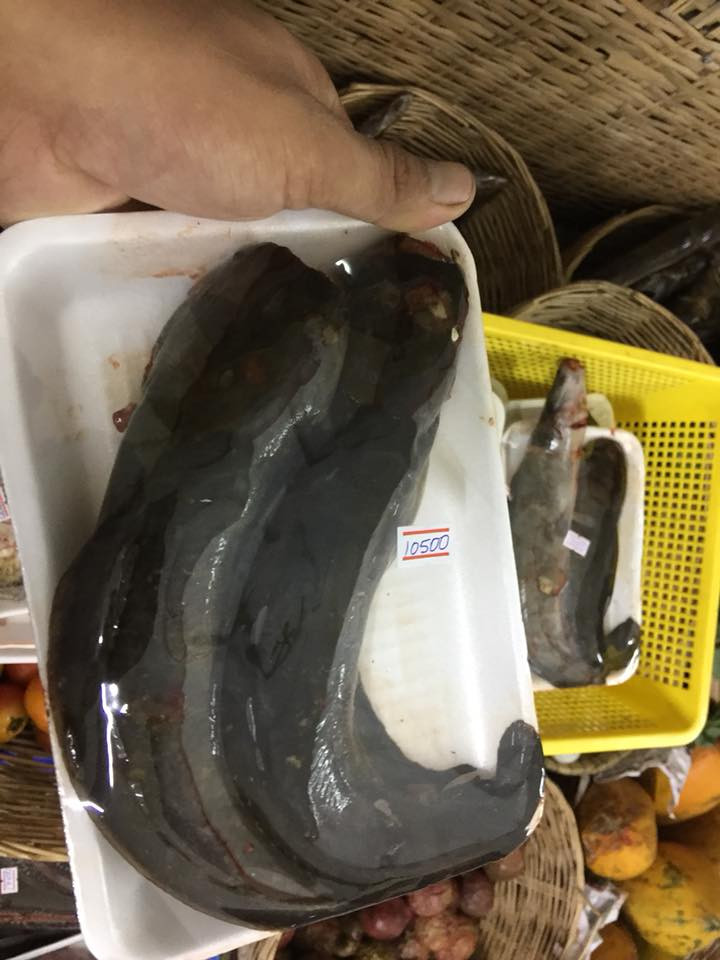 ត្រីអណ្តែង