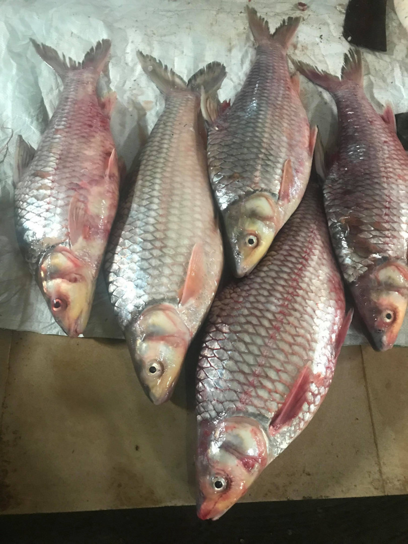 ត្រីឆ្កោកមូល