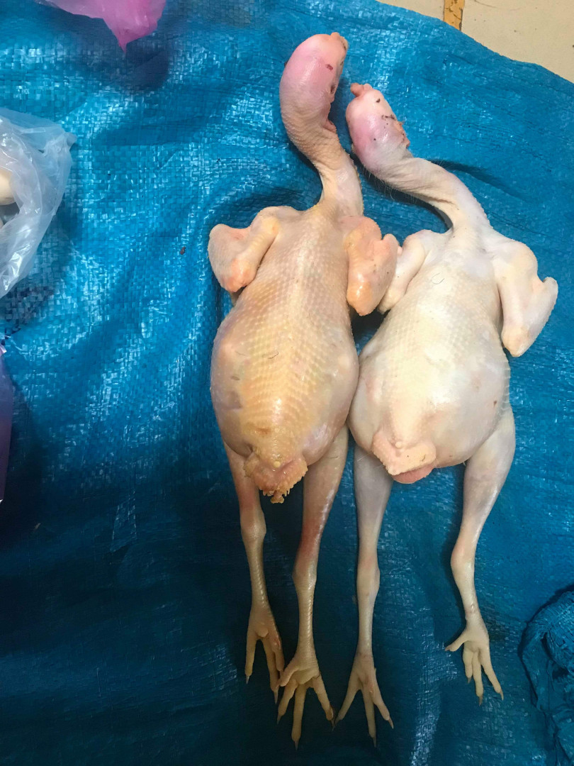 មាន់ស្រែ