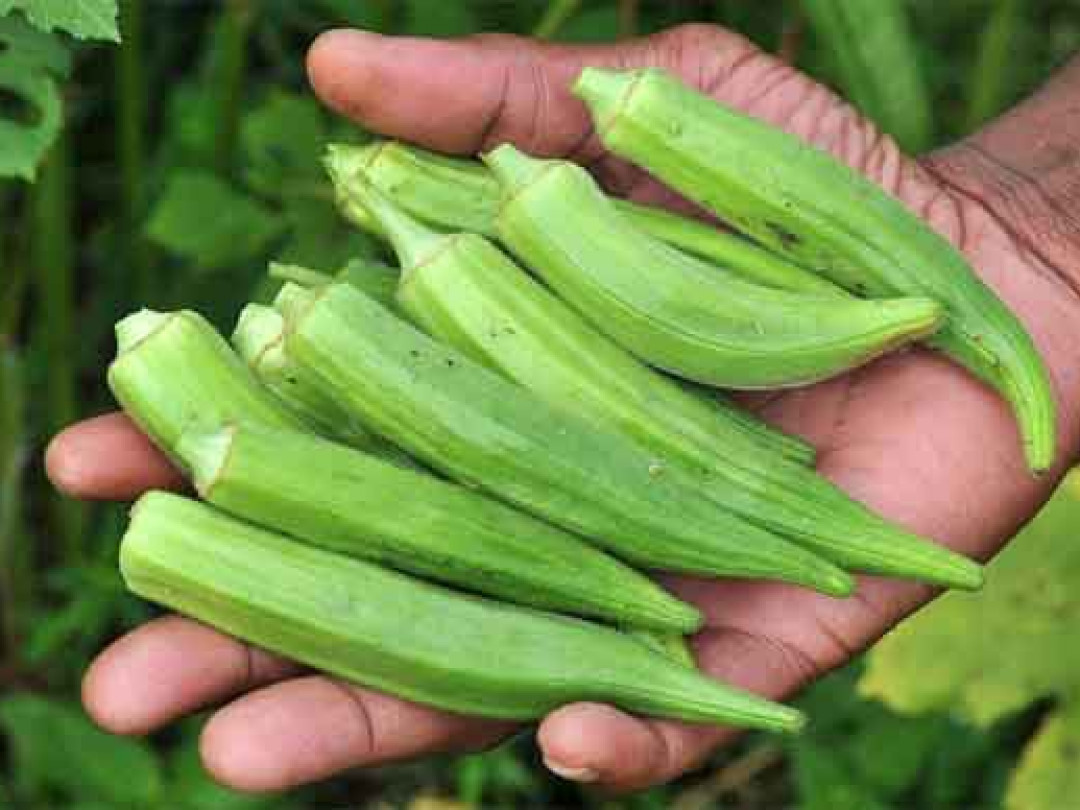 ពោតបារាំង​​មណ្ឌលគិរី