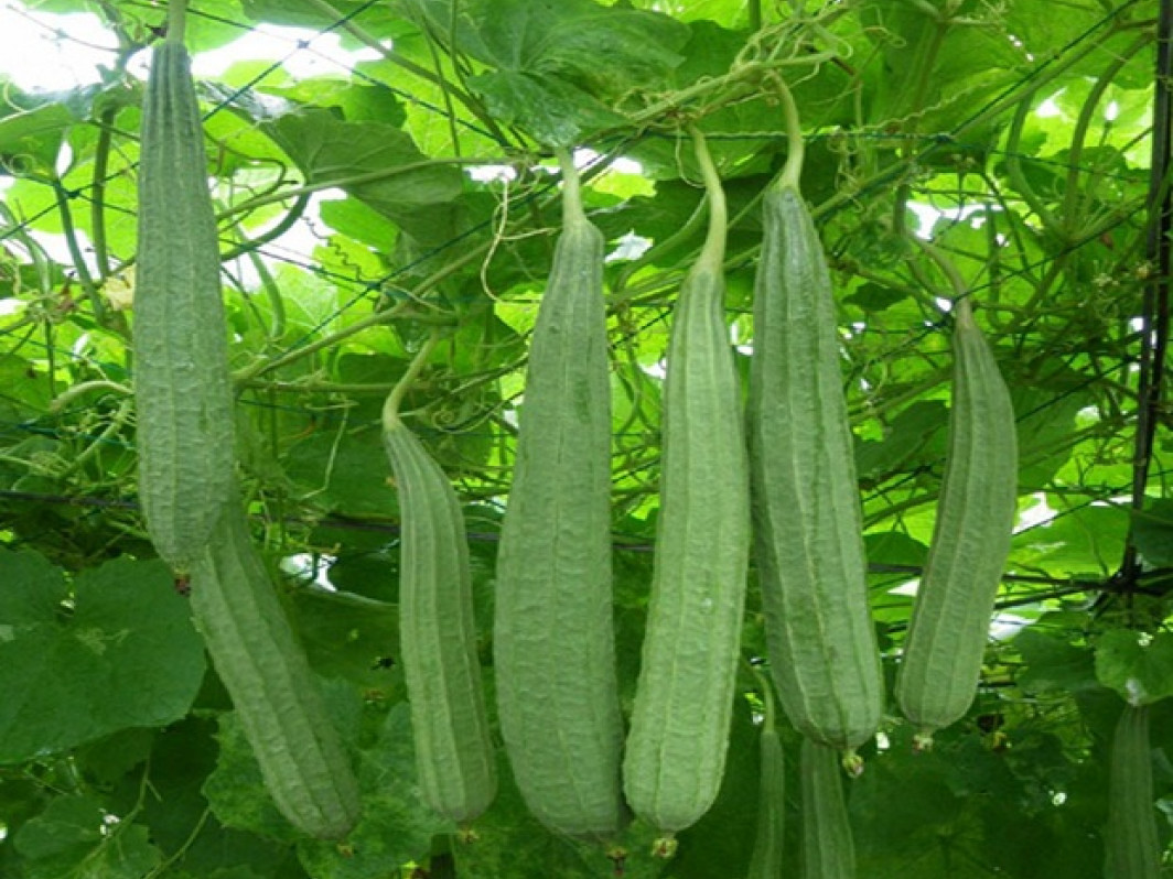 ននោងជ្រុង