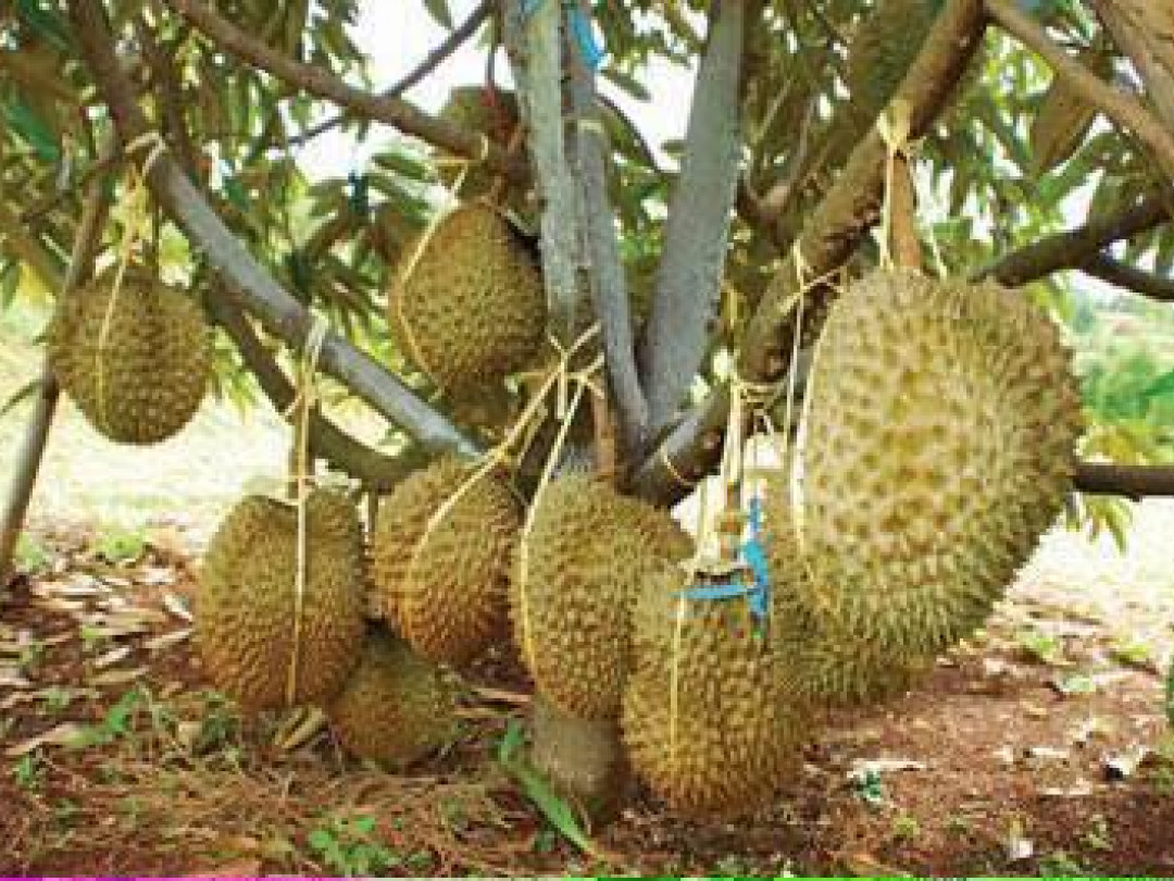 ធូរេនរតនគិរី