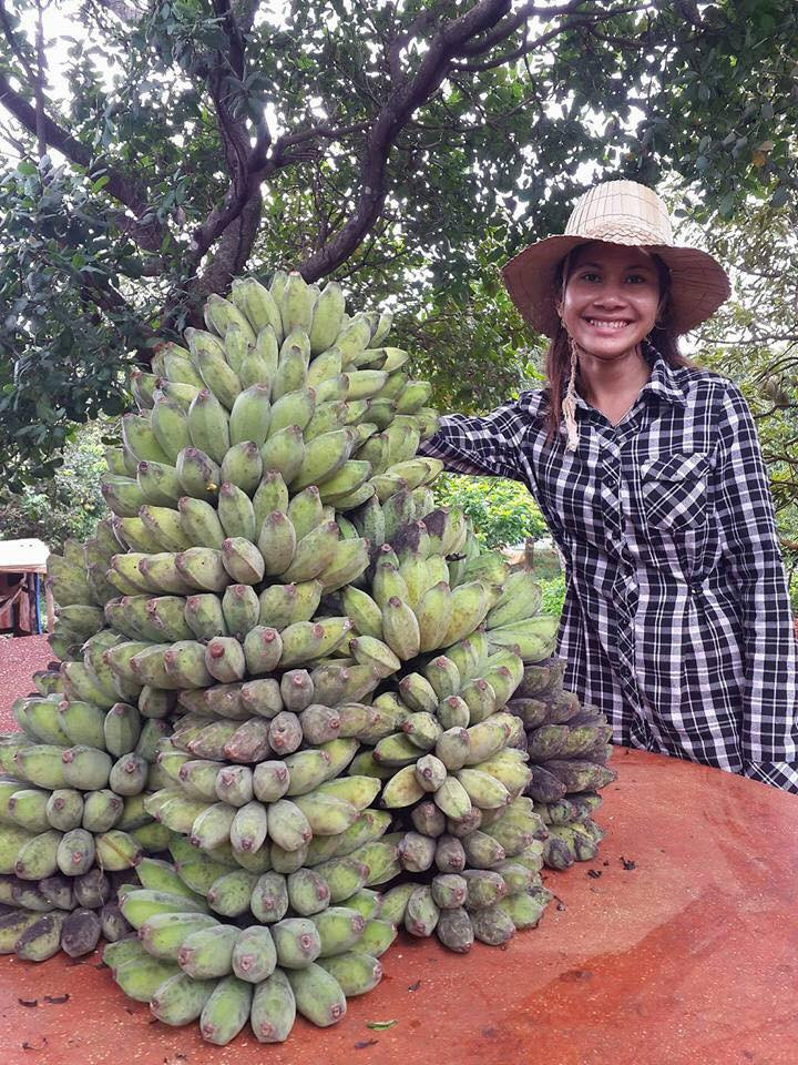 ចេកក្រមួនរតនគិរី