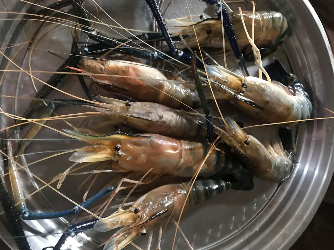 បង្កងមេគង្គលើ