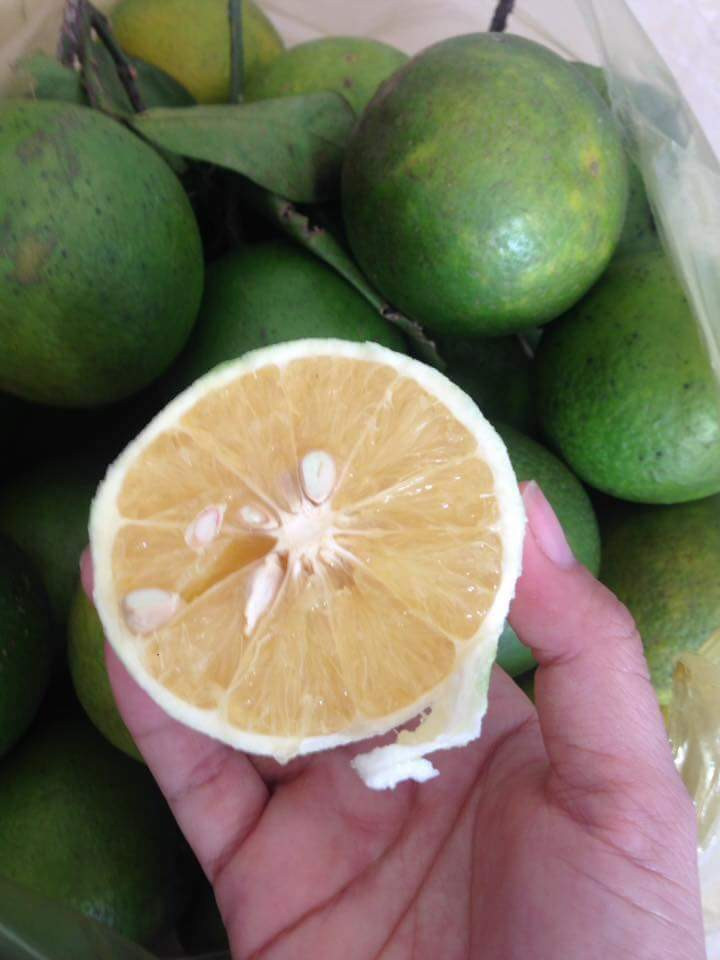 ក្រូចពោធិ៍សាត់បាត់ដំបង