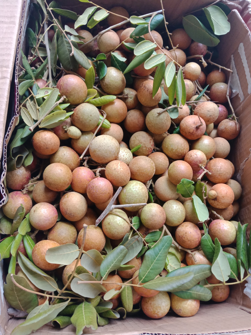 មៀនខ្មែរនៅចំការ បាត់ដំបង