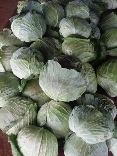 ស្ពៃក្ដោបមណ្ឌលគិរី